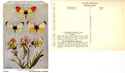 04 L'Aurore - De Peterselievlinder of Oranjetip.jpg