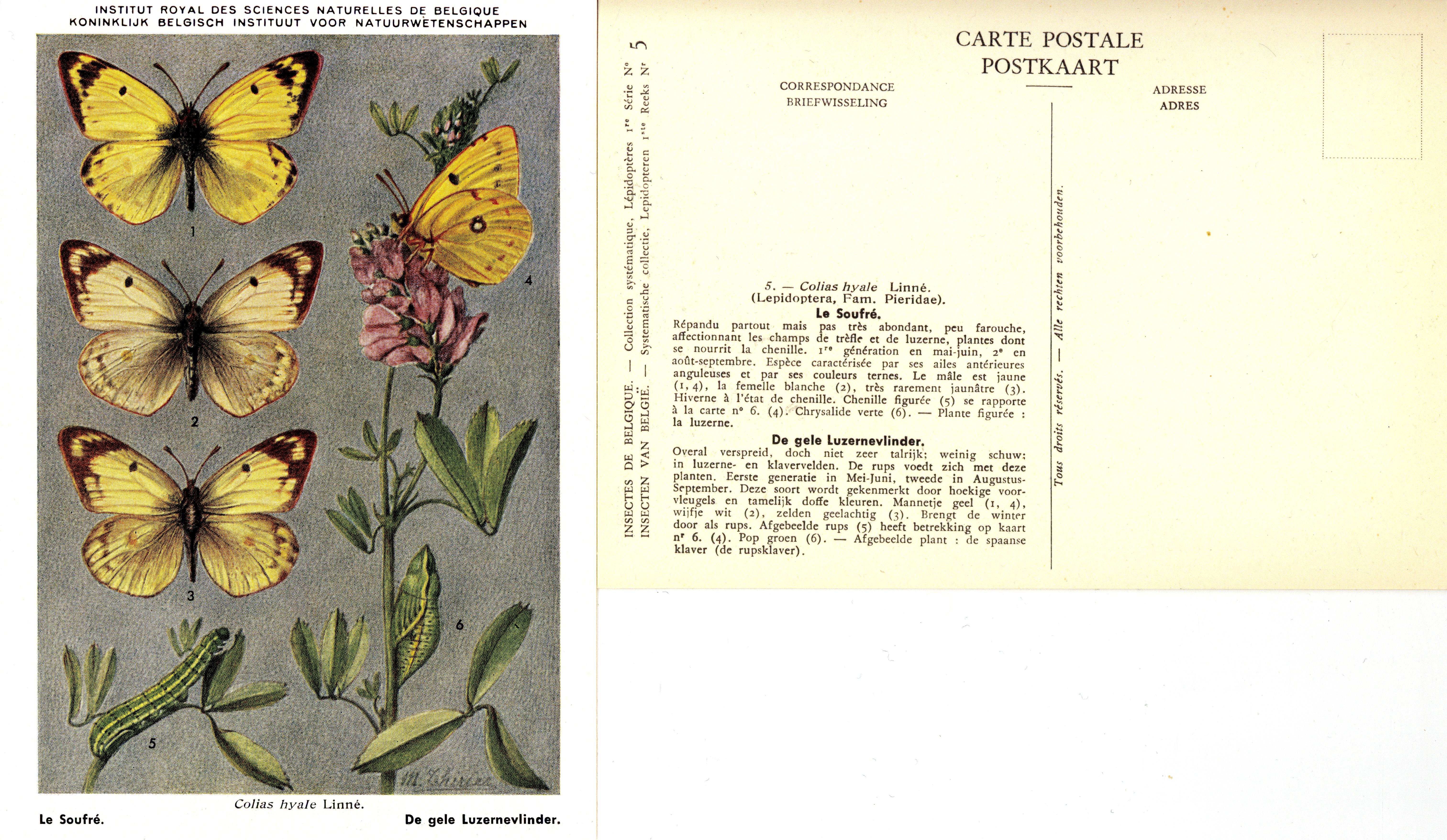 05 Le Soufré - De gele Luzernevlinder.jpg