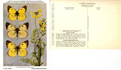 06 Le faux Soufré - De gele Hippocrepisvlinder.jpg