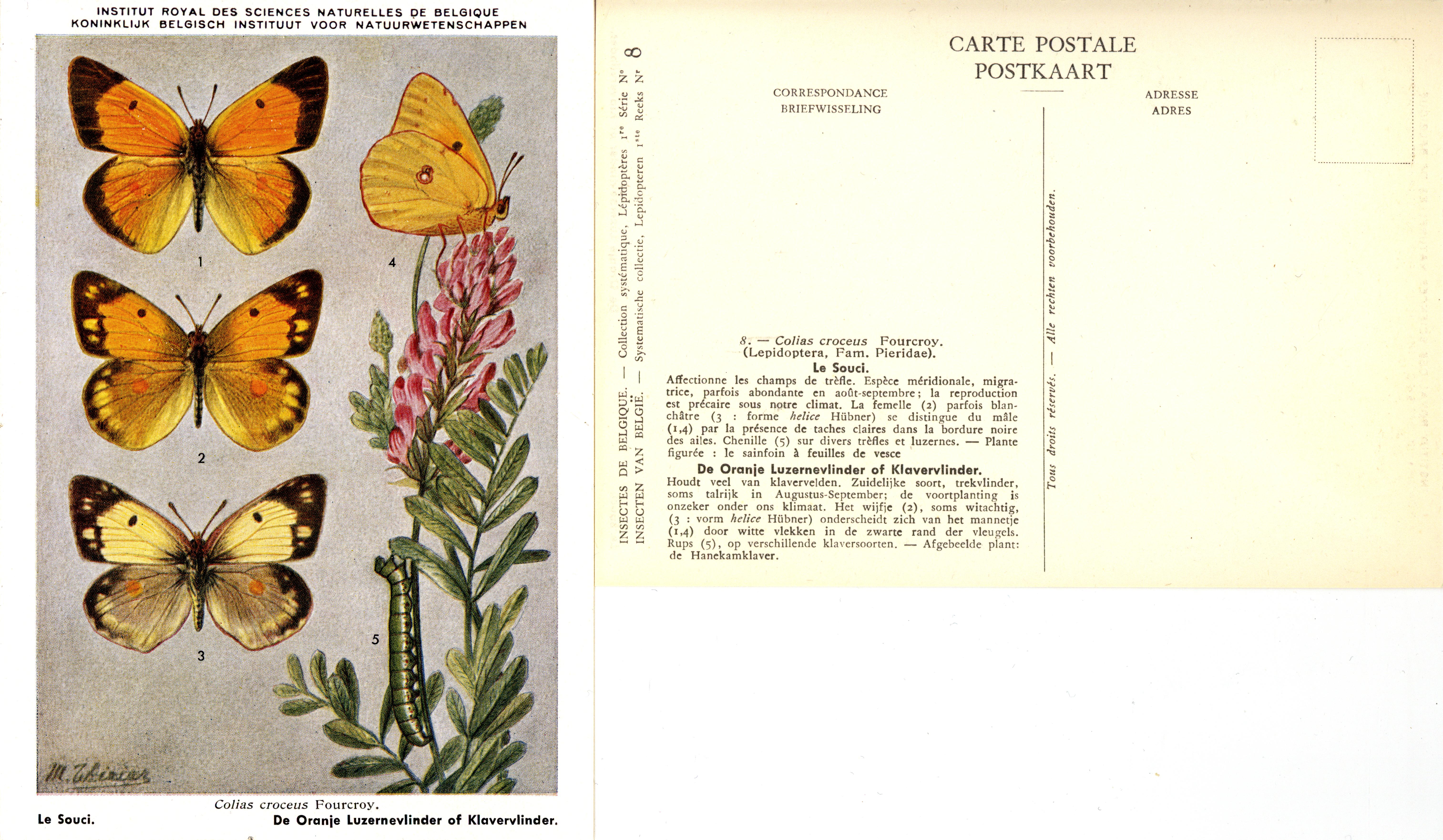 08 Le Souci - De Oranje Luzernevlinder of Klavervlinder.jpg