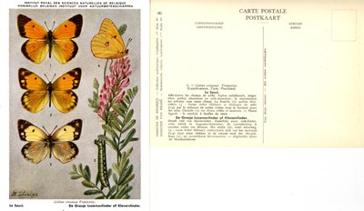 08 Le Souci - De Oranje Luzernevlinder of Klavervlinder.jpg