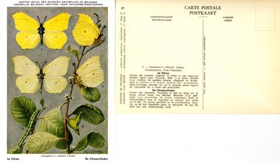 09 Le Citron - De Citroenvlinder.jpg