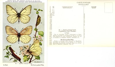 10 Le Gazé - Het Groot geaderd Witje.jpg