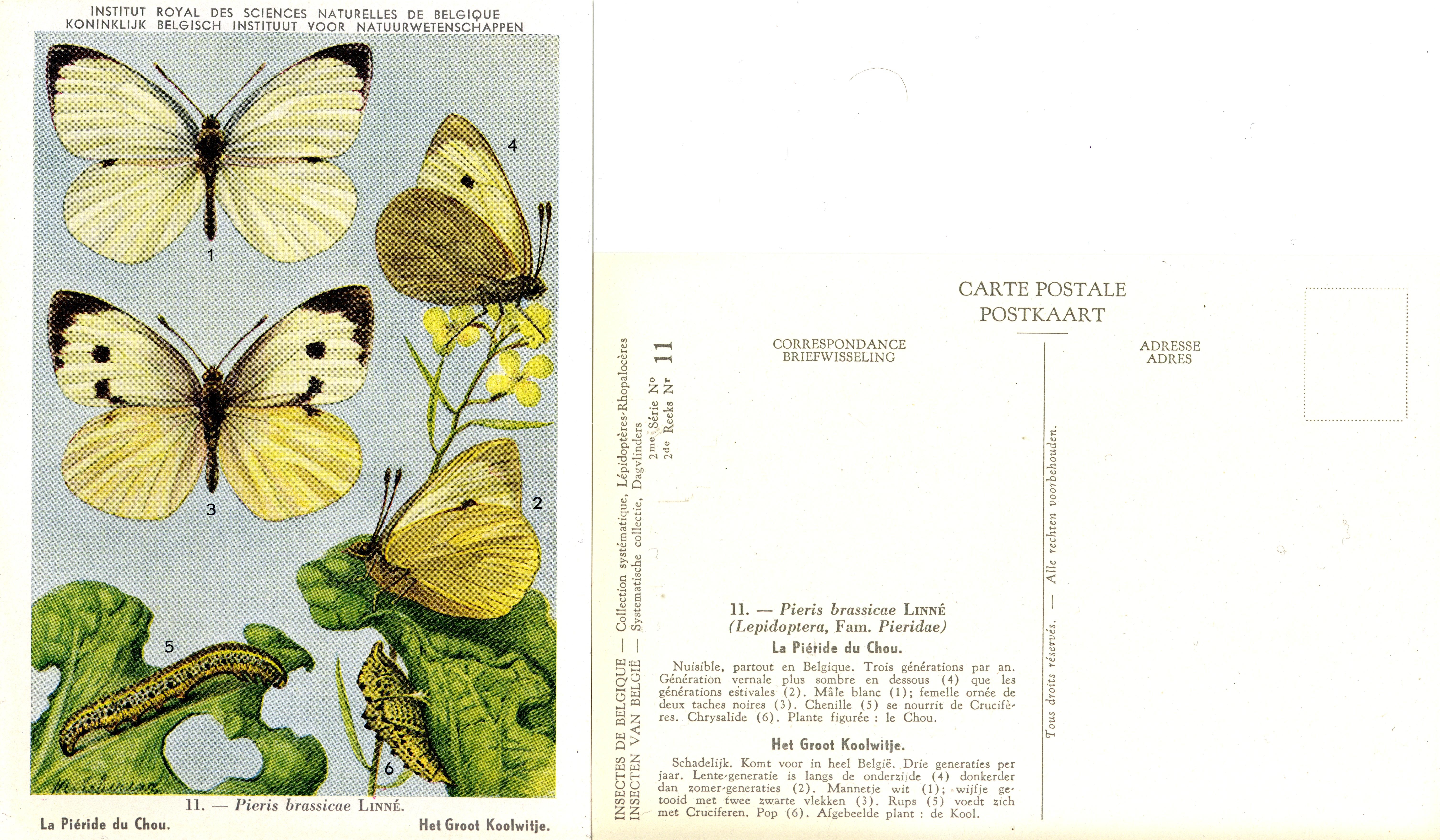 11 La Piéride du Chou - Het Groot Koolwitje.jpg