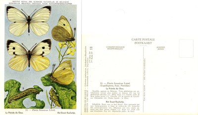 11 La Piéride du Chou - Het Groot Koolwitje.jpg