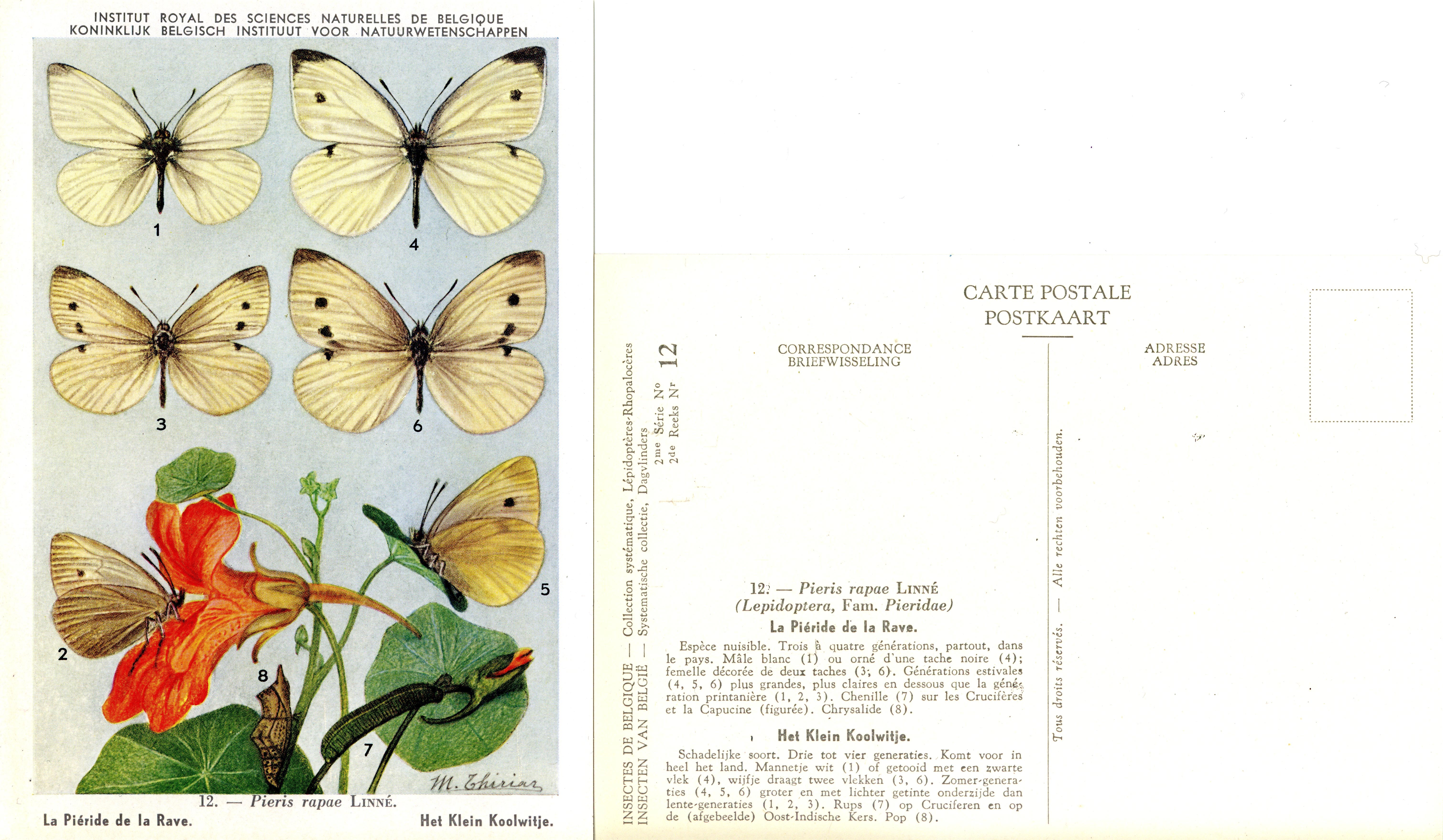 12 La Piéride de la Rave - Het Klein Koolwitje.jpg