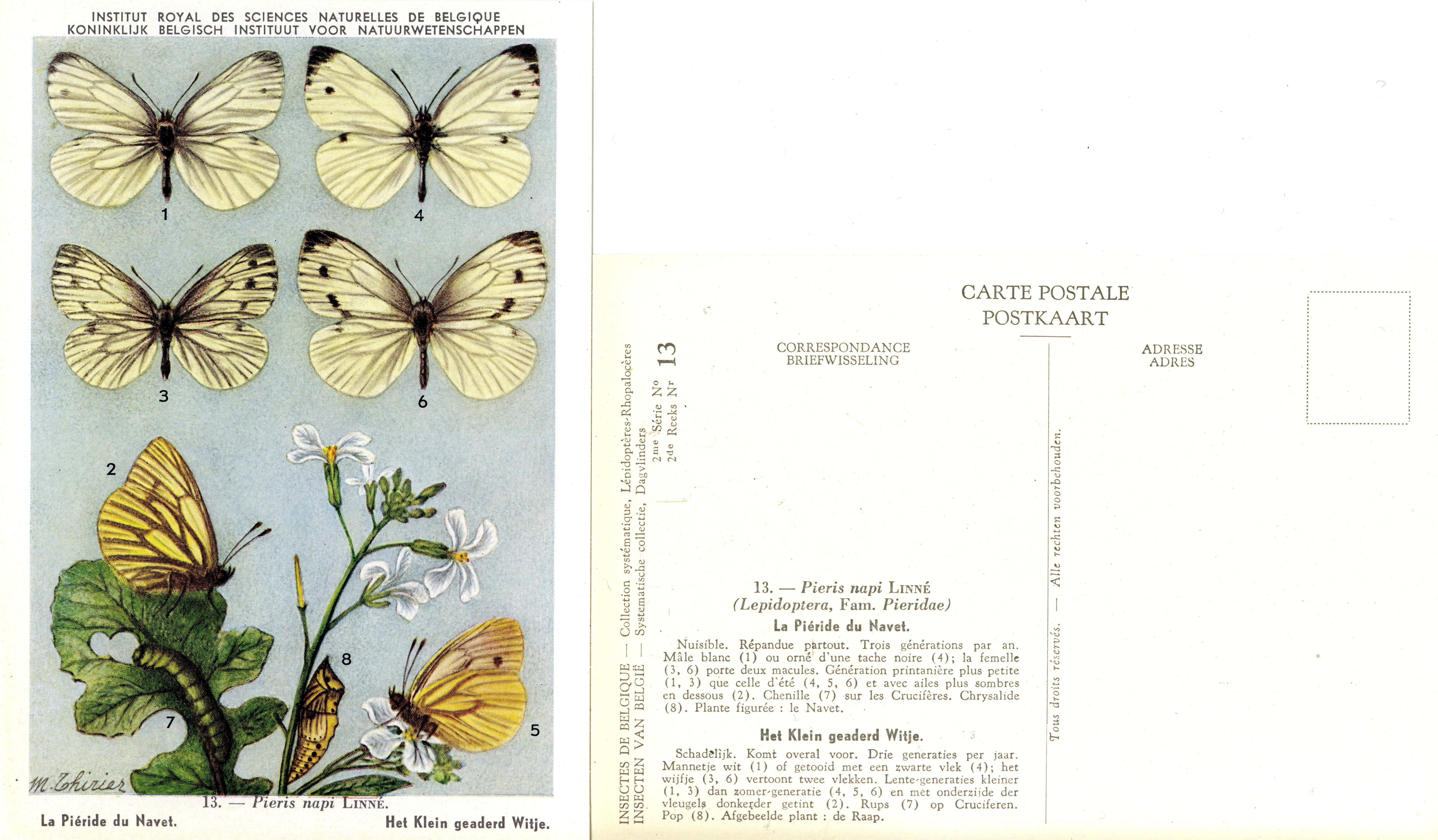 13 La Piéride du Navel - Het Klein geaderd Witje.jpg