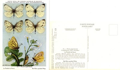 13 La Piéride du Navel - Het Klein geaderd Witje.jpg