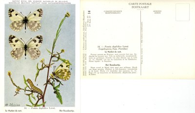 14 Le Marbré de vert - Het Resedawitje.jpg