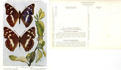 15 Le Grand Mars changeant - De Grote Weerschijnvlinder.jpg