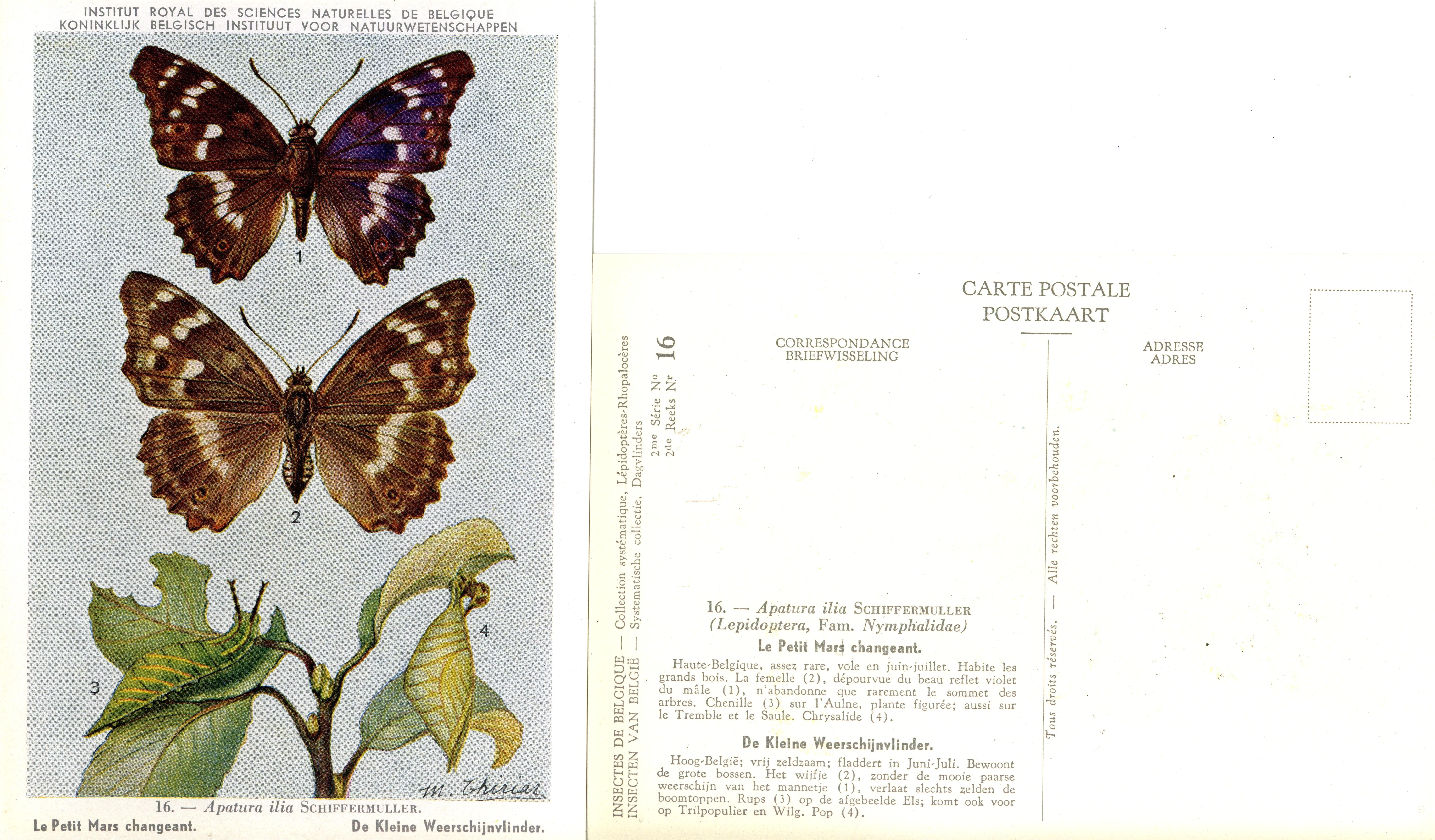 16 Le Petit Mars changeant - De Kleine Weerschijnvlinder.jpg