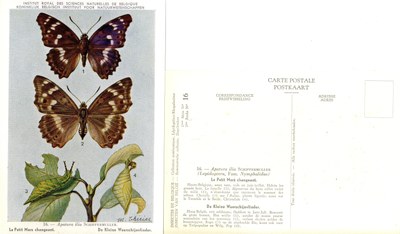 16 Le Petit Mars changeant - De Kleine Weerschijnvlinder.jpg