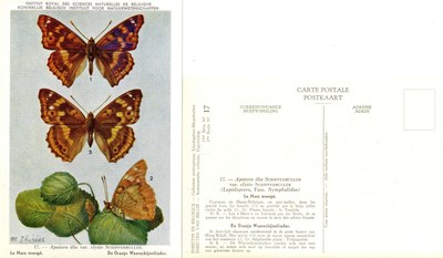 17 Le Mars orangé - De Oranje Weerschijnvlinder.jpg