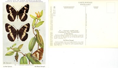 18 Le Petit Sylvain - De Kleine IJsvogel.jpg