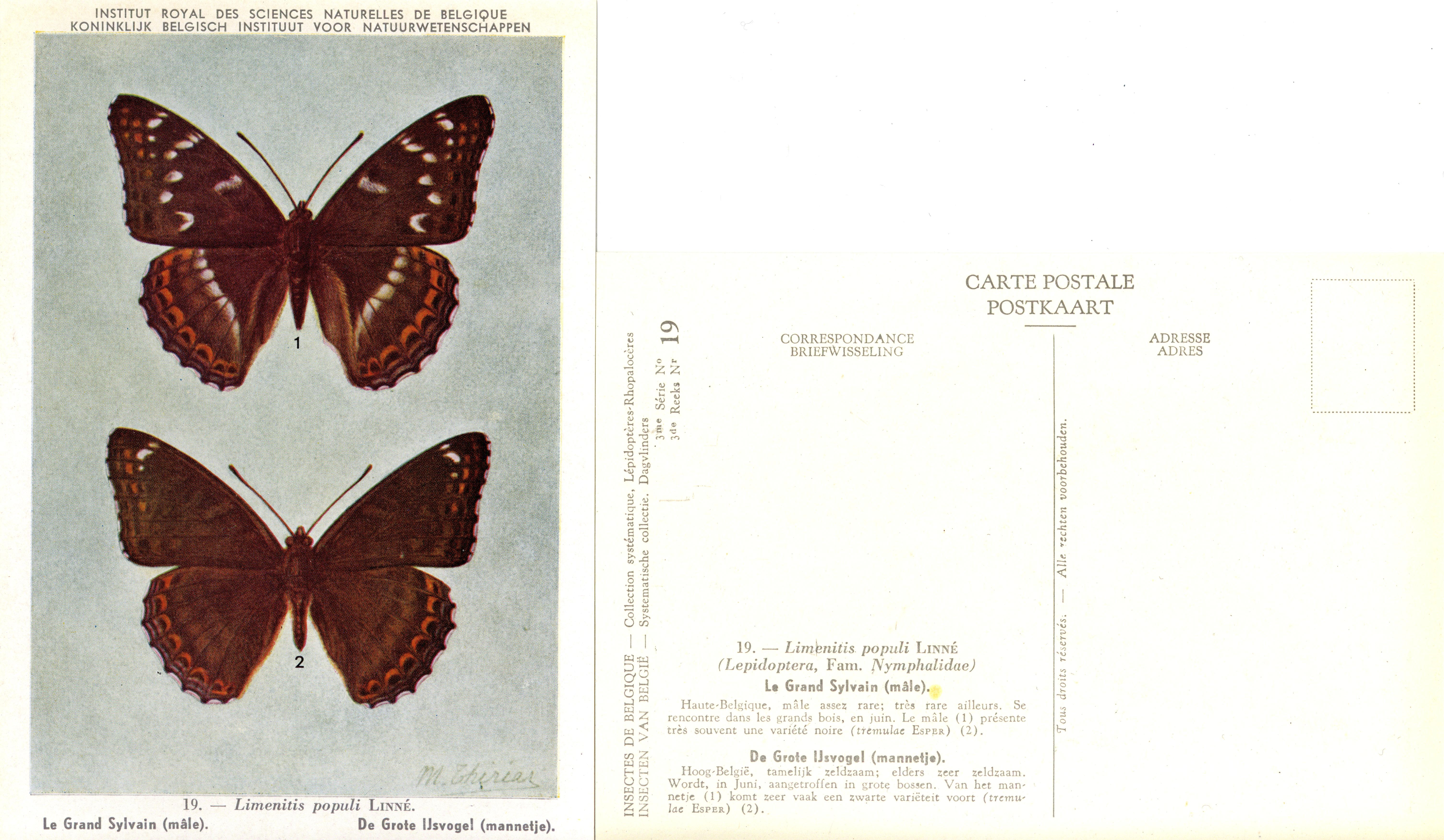 19 Le Grand Syvlain (mâle) - De Grote IJsvogel (mannetje).jpg