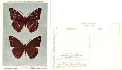 19 Le Grand Syvlain (mâle) - De Grote IJsvogel (mannetje).jpg