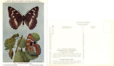 20 Le Grand Sylvain (femelle) - De Grote IJsvogel (wijfje).jpg