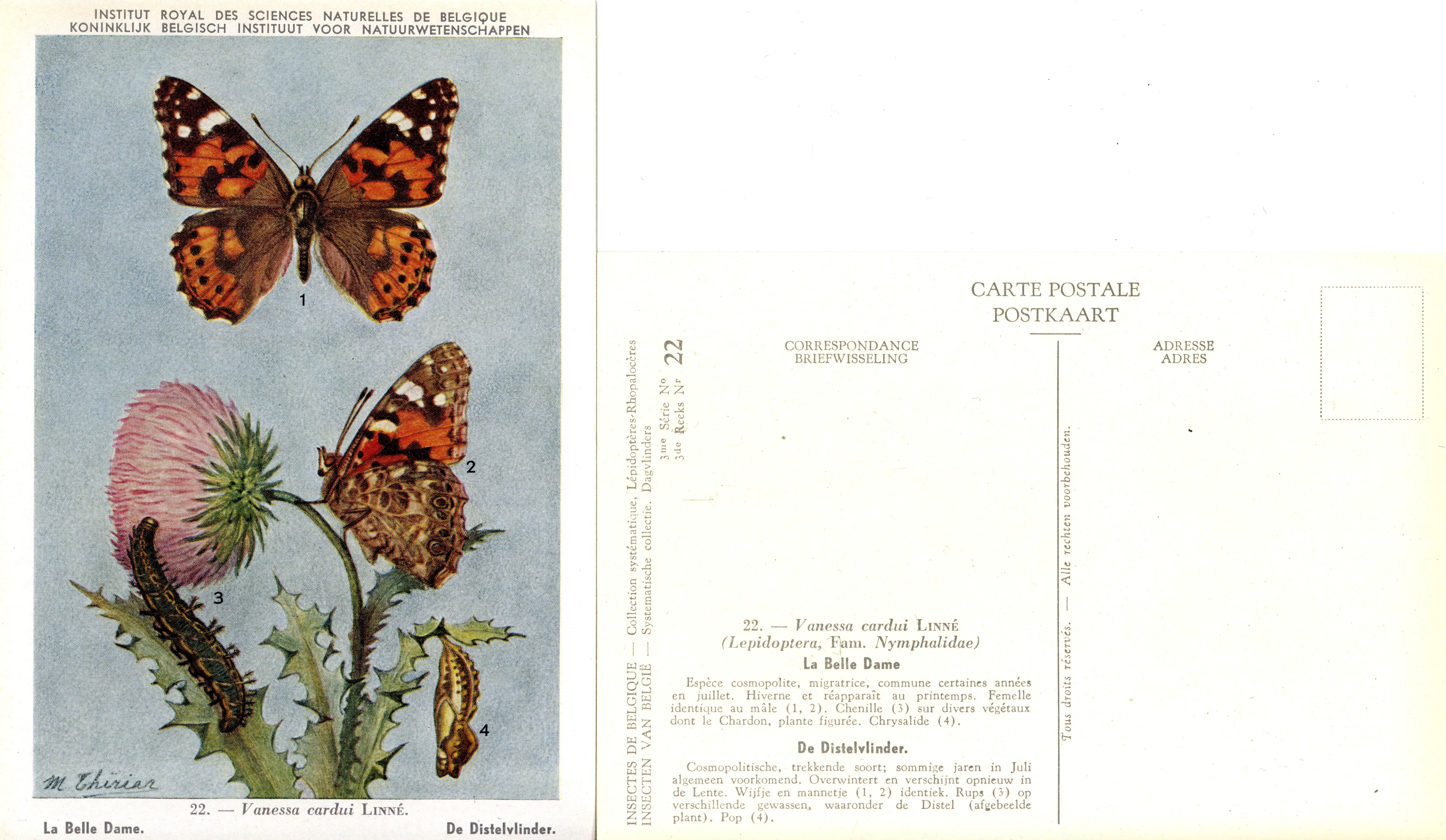 22 La Belle Dame - De Distelvlinder.jpg