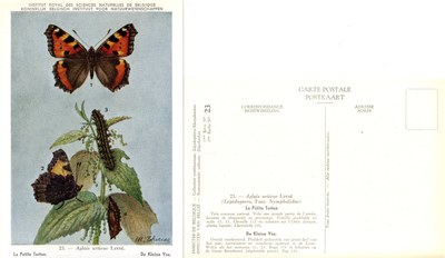 23 La Petite Tortue - De Kleine Vos.jpg