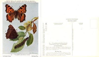 24 La Grande Tortue - De Grote Vos.jpg