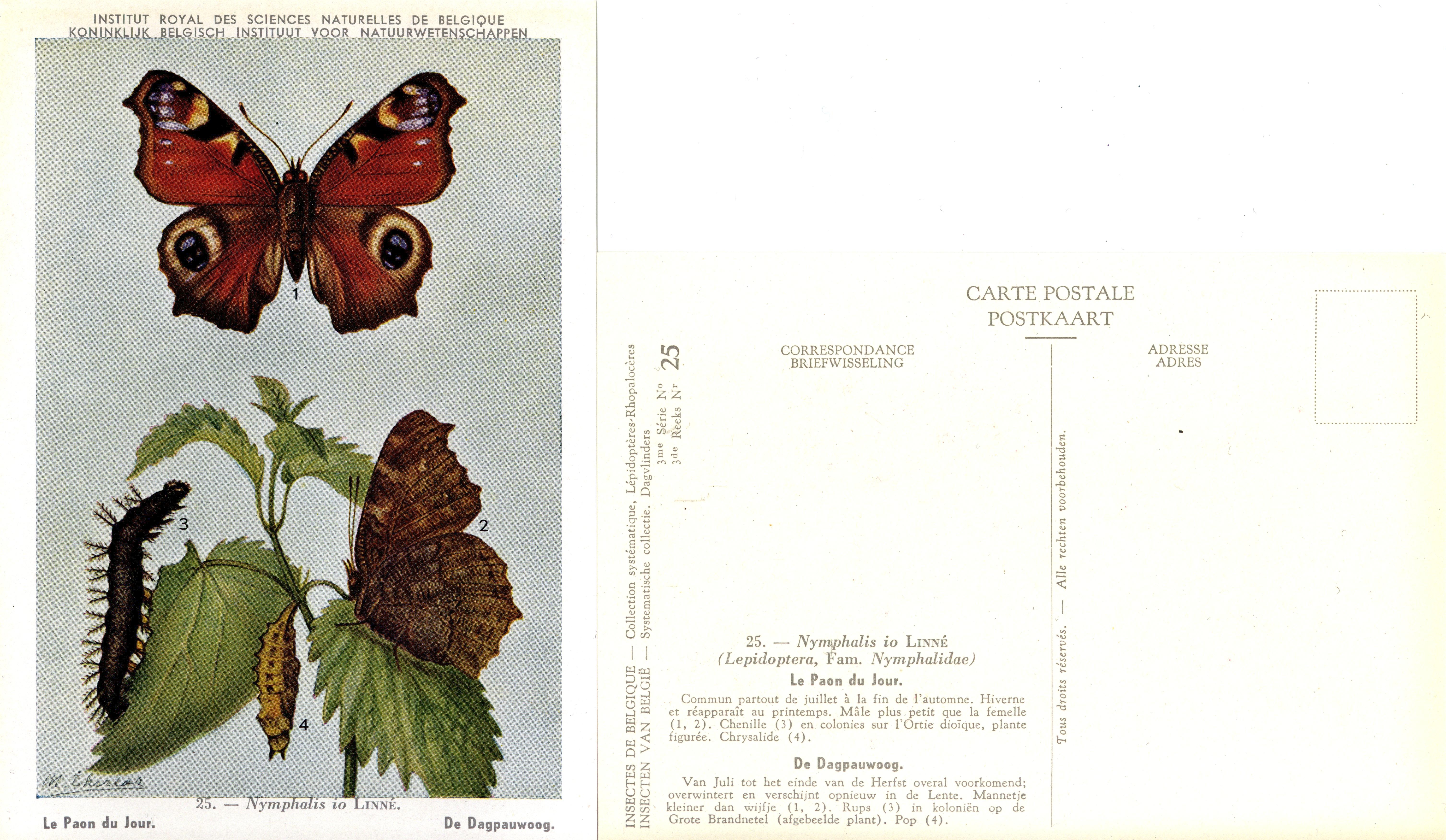 25 Le Paon du Jour - De Dagpauwoog.jpg