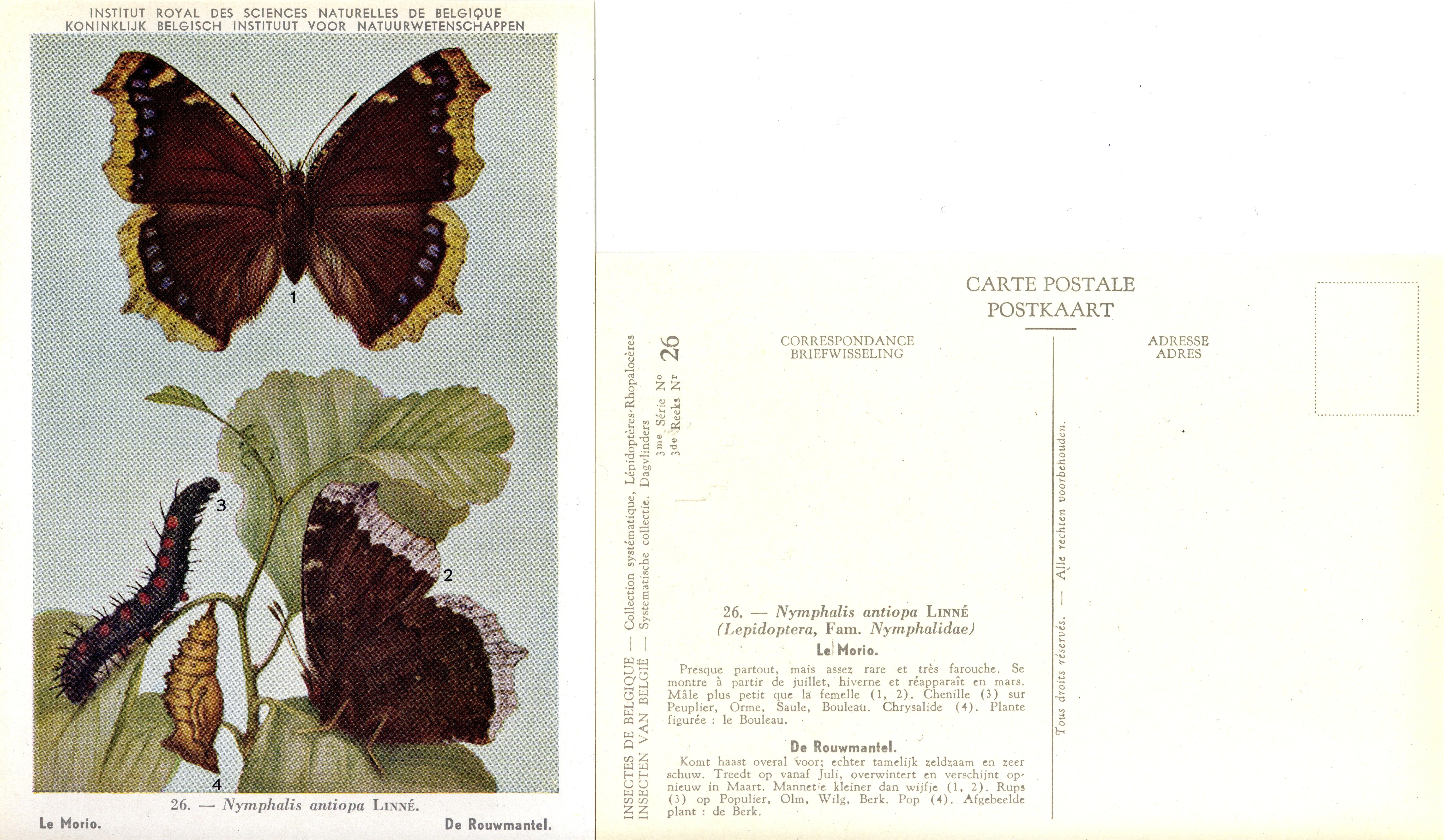 26 Le Morio - De Rouwmantel.jpg