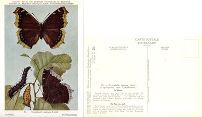 26 Le Morio - De Rouwmantel.jpg