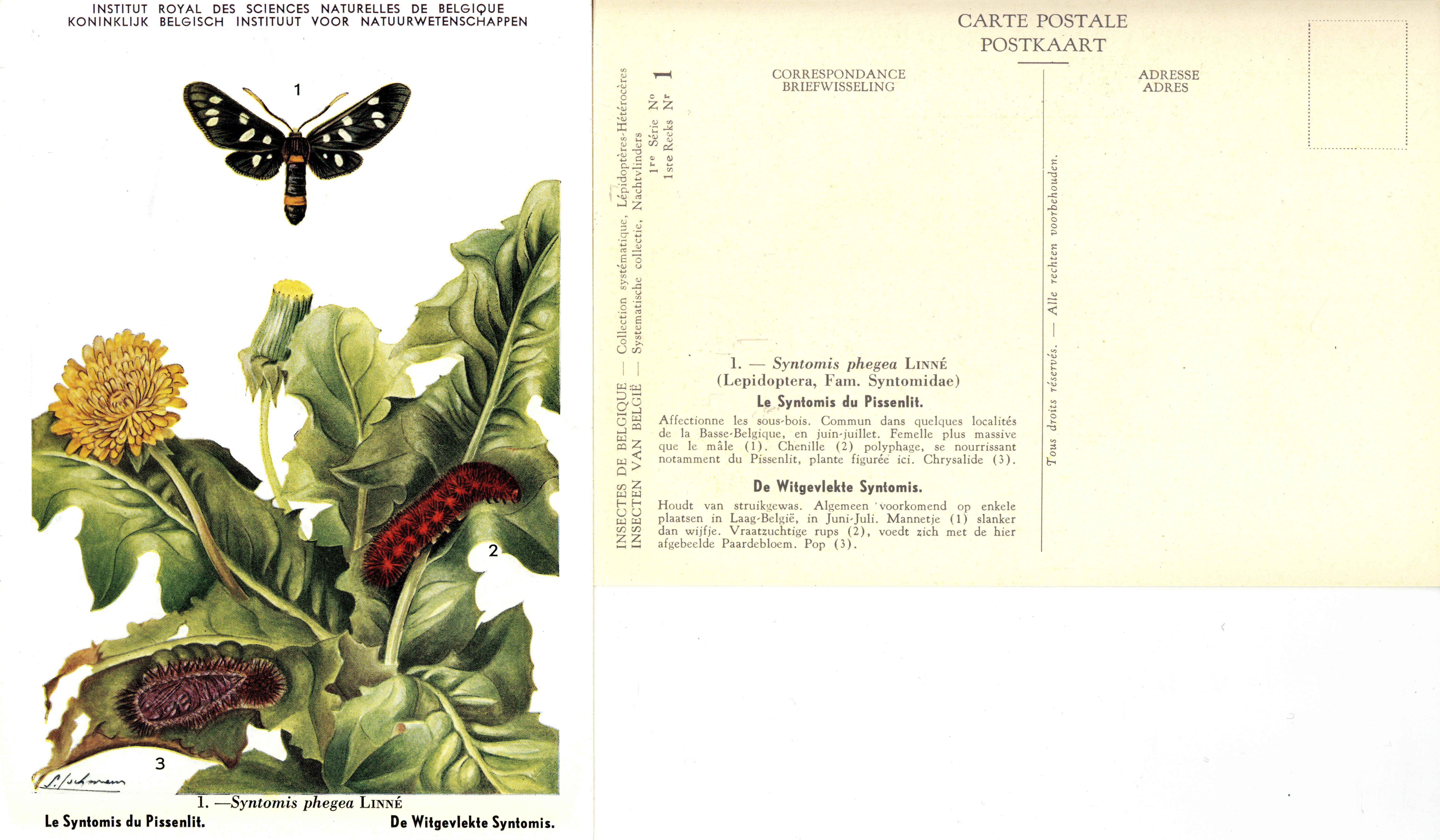 01 Le Syntomis du Pissenlit - De Witgevlekte Syntomis.jpg