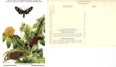 01 Le Syntomis du Pissenlit - De Witgevlekte Syntomis.jpg