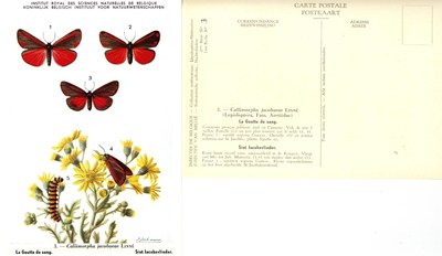 03 La Goutte de sang - Sint Jacobsvlinder.jpg