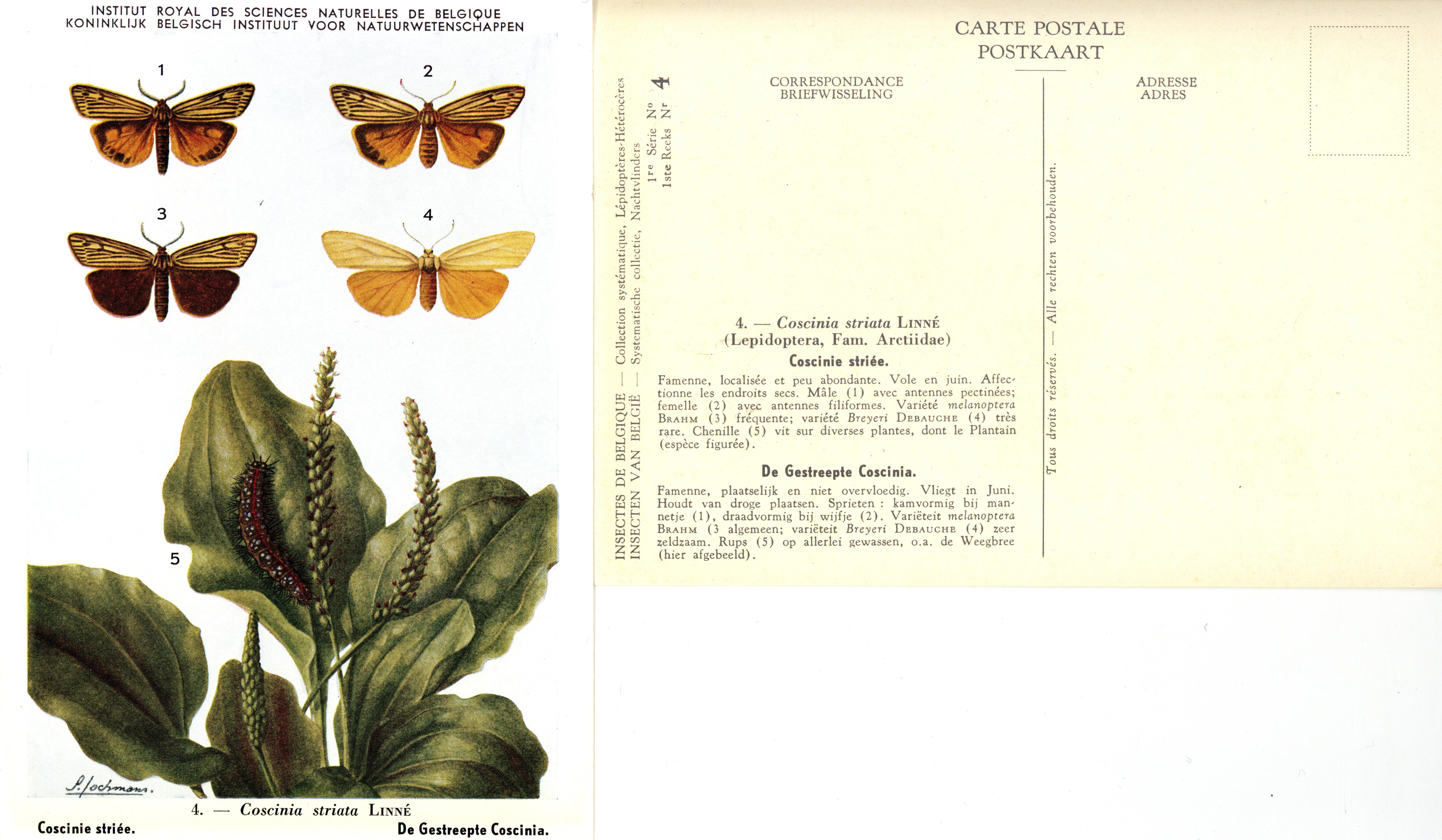 04 Coscinie Striée - De Gestreepte Coscinia.jpg