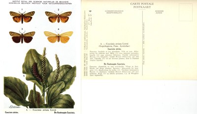 04 Coscinie Striée - De Gestreepte Coscinia.jpg