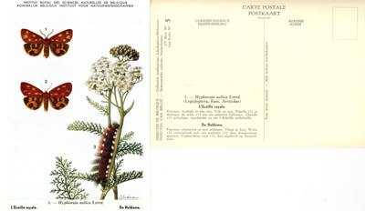 05 L'Ecaille royale - De Hofdame.jpg