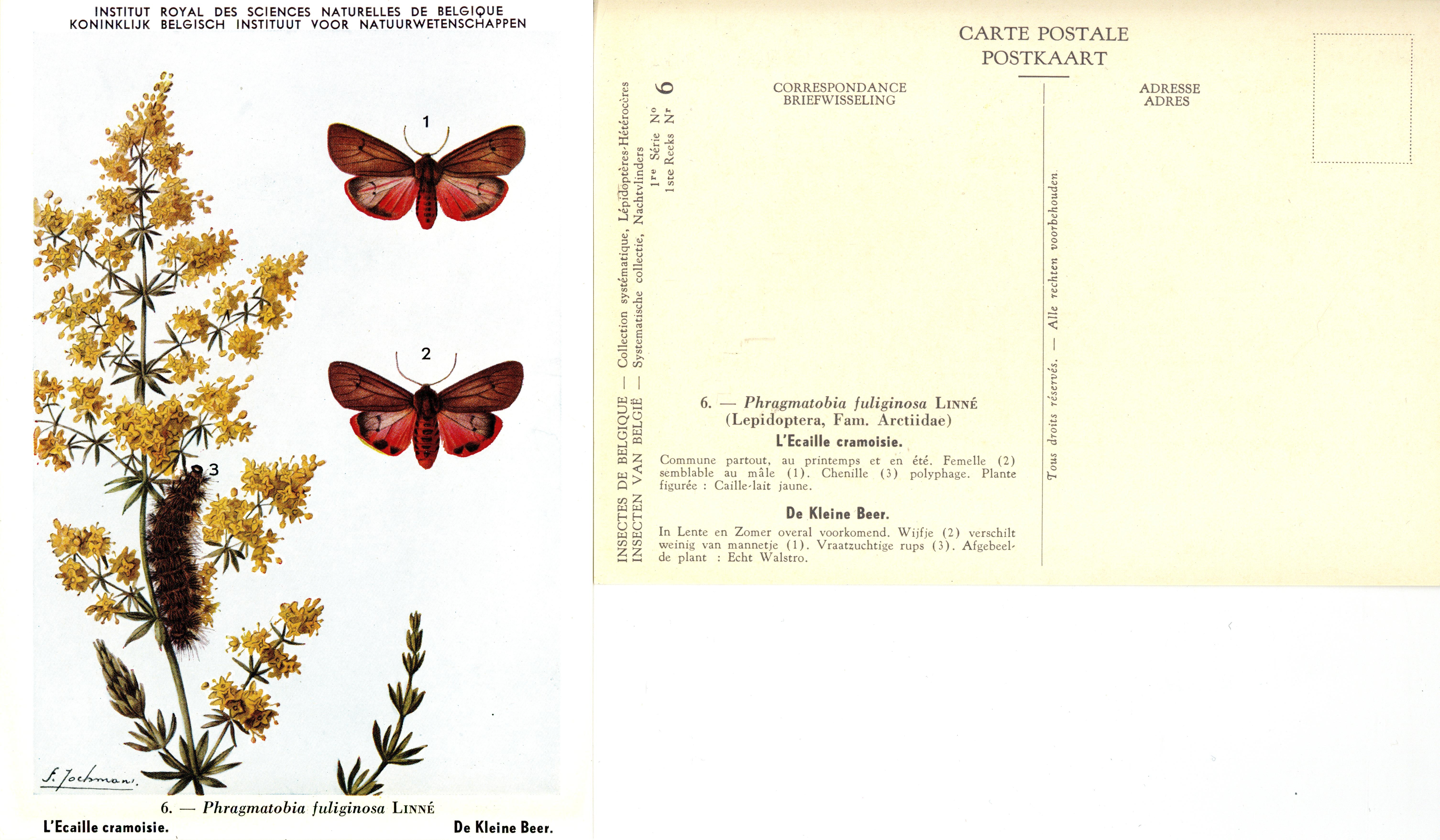 06 L'Ecaille cramoisie - De Kleine Beer.jpg