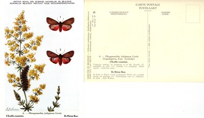 06 L'Ecaille cramoisie - De Kleine Beer.jpg