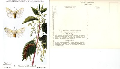 07 l'Ecaille tigre - De Tijgervlinder.jpg