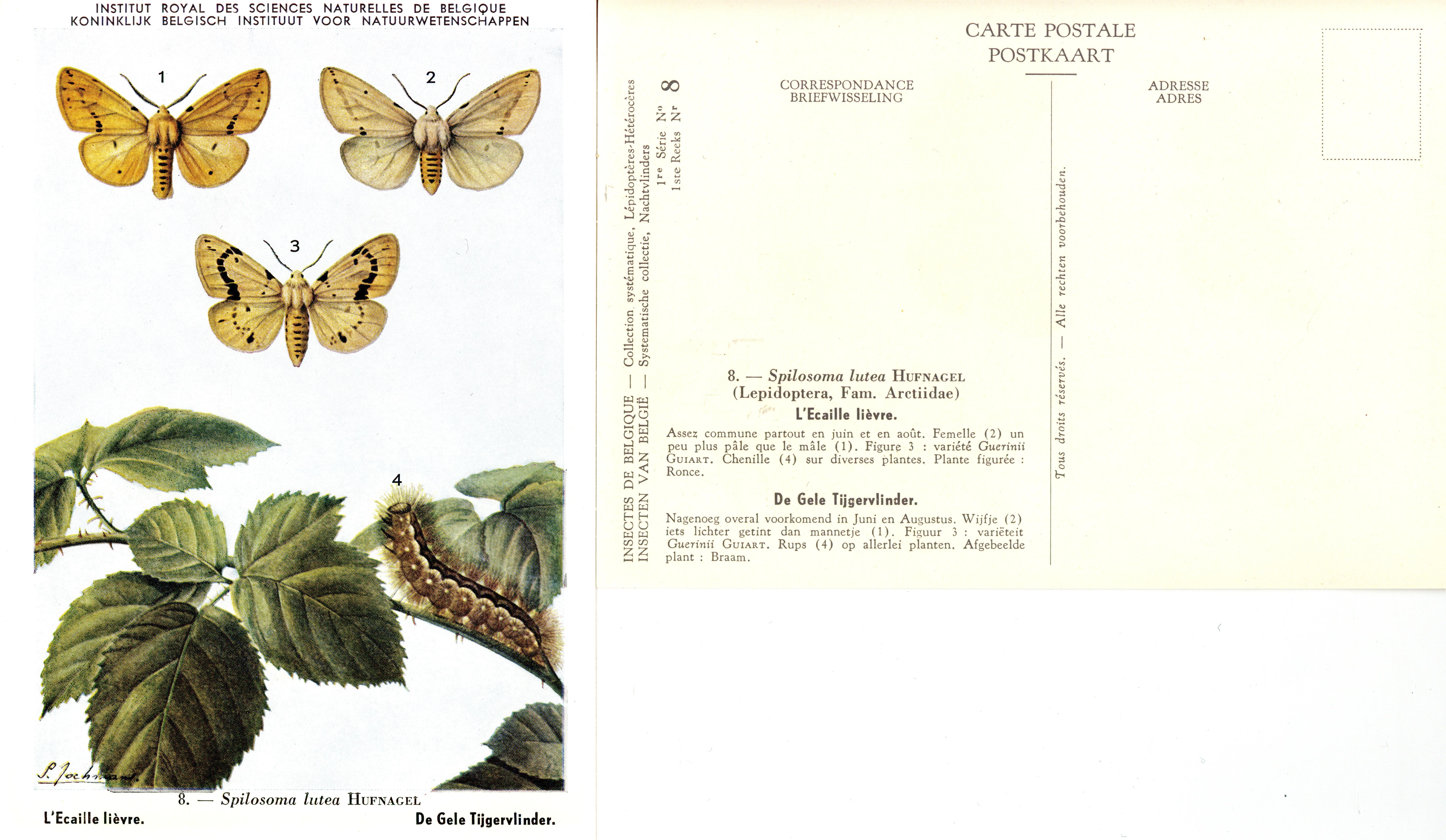 08 L'Ecaille Lièvre - De Gele Tijgervlinder.jpg