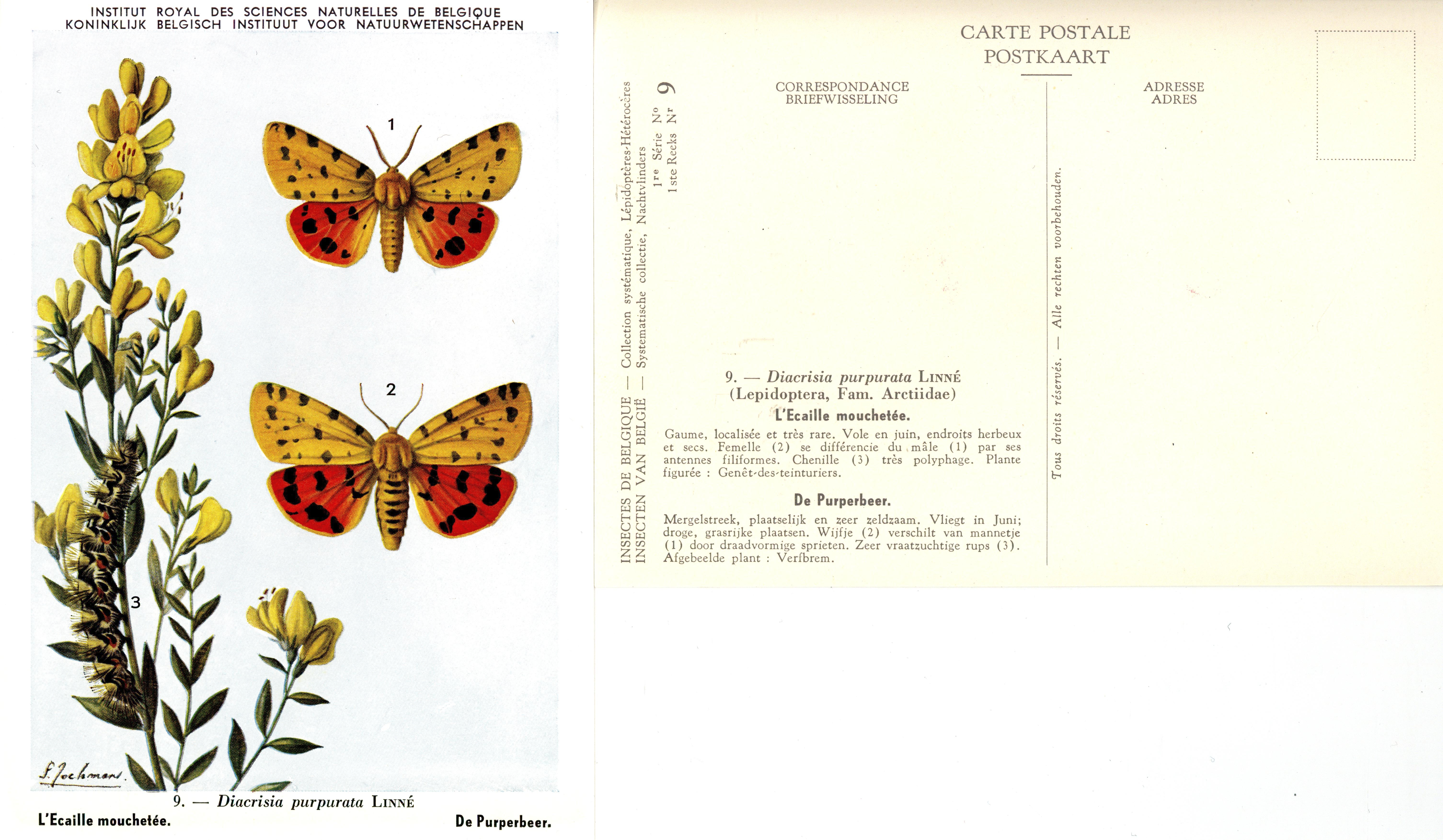 09 L'Ecaille mouchetée - De Purperbeer.jpg