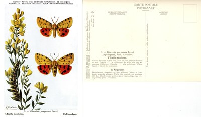 09 L'Ecaille mouchetée - De Purperbeer.jpg