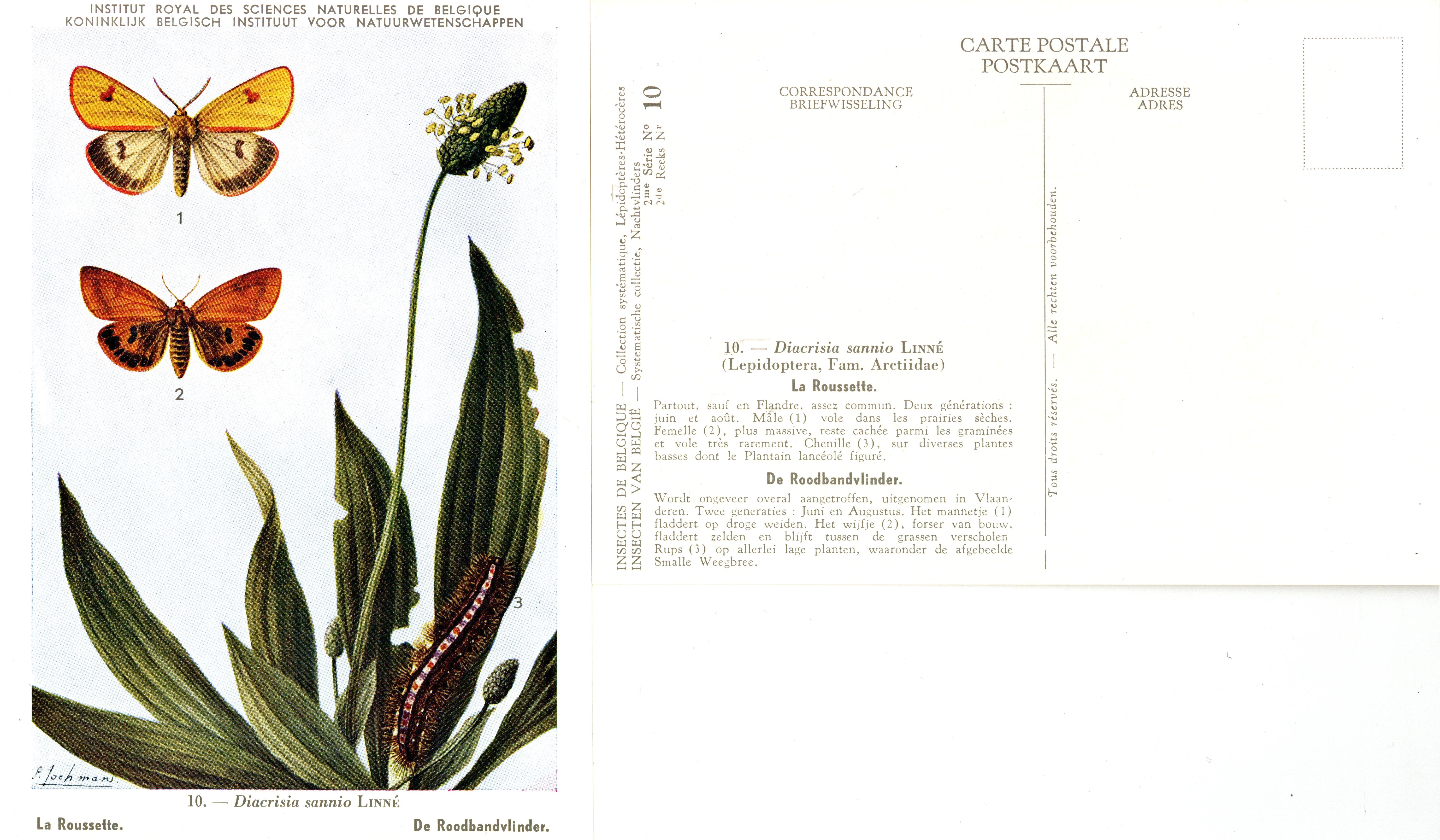 10 La Roussette - De Roodbandvlinder.jpg