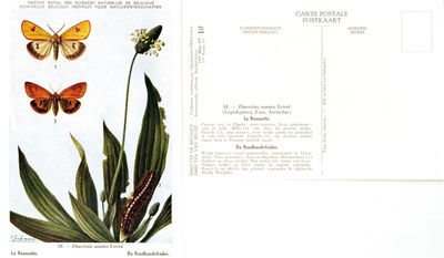 10 La Roussette - De Roodbandvlinder.jpg