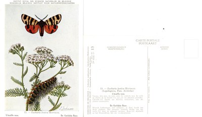 13 L'écaille rose - De Gevlekte Beer.jpg