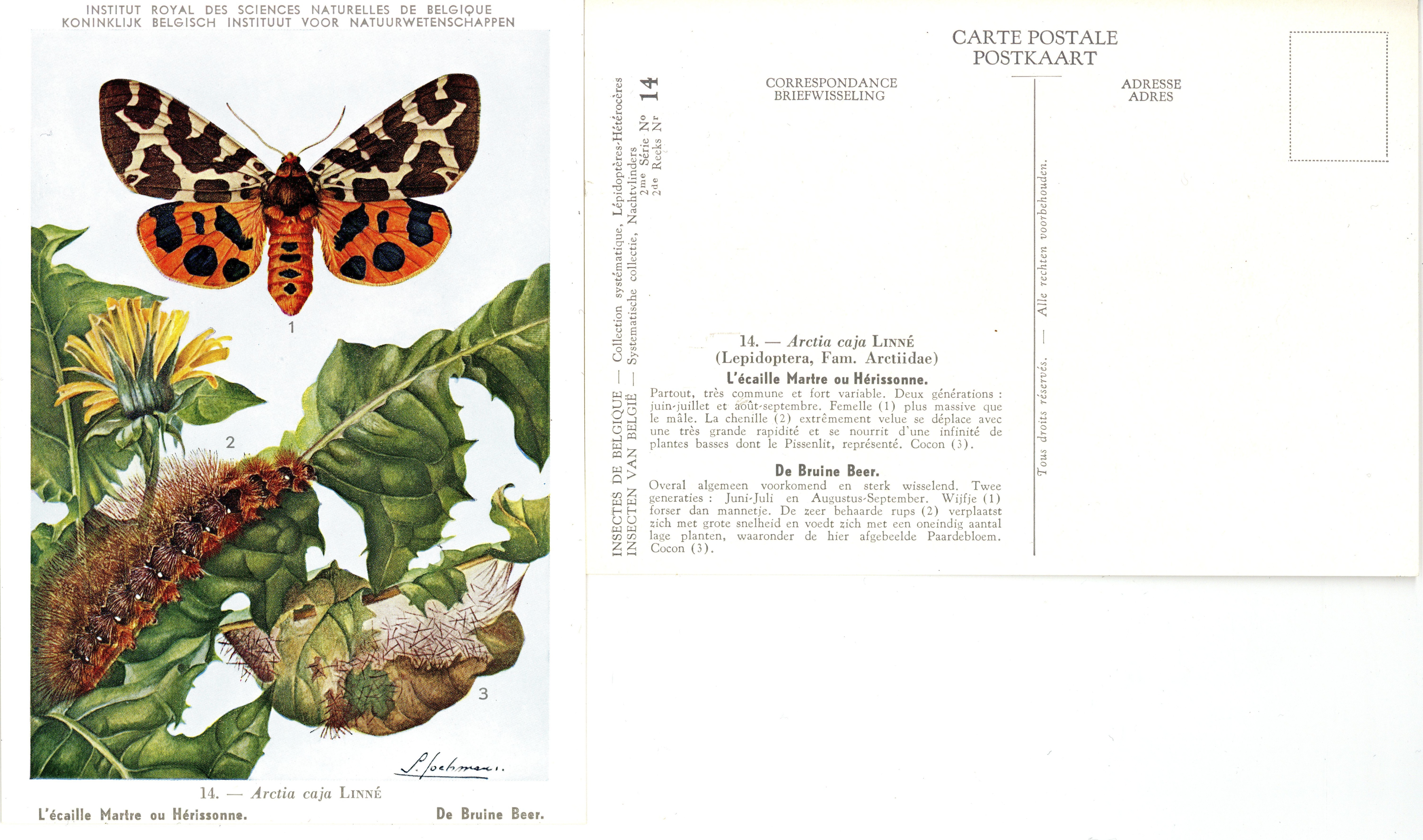 14 L'écaille Martre ou Hérissonne - De Bruine Beer.jpg