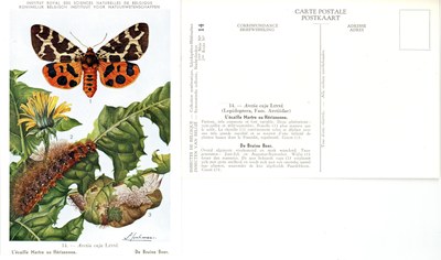 14 L'écaille Martre ou Hérissonne - De Bruine Beer.jpg