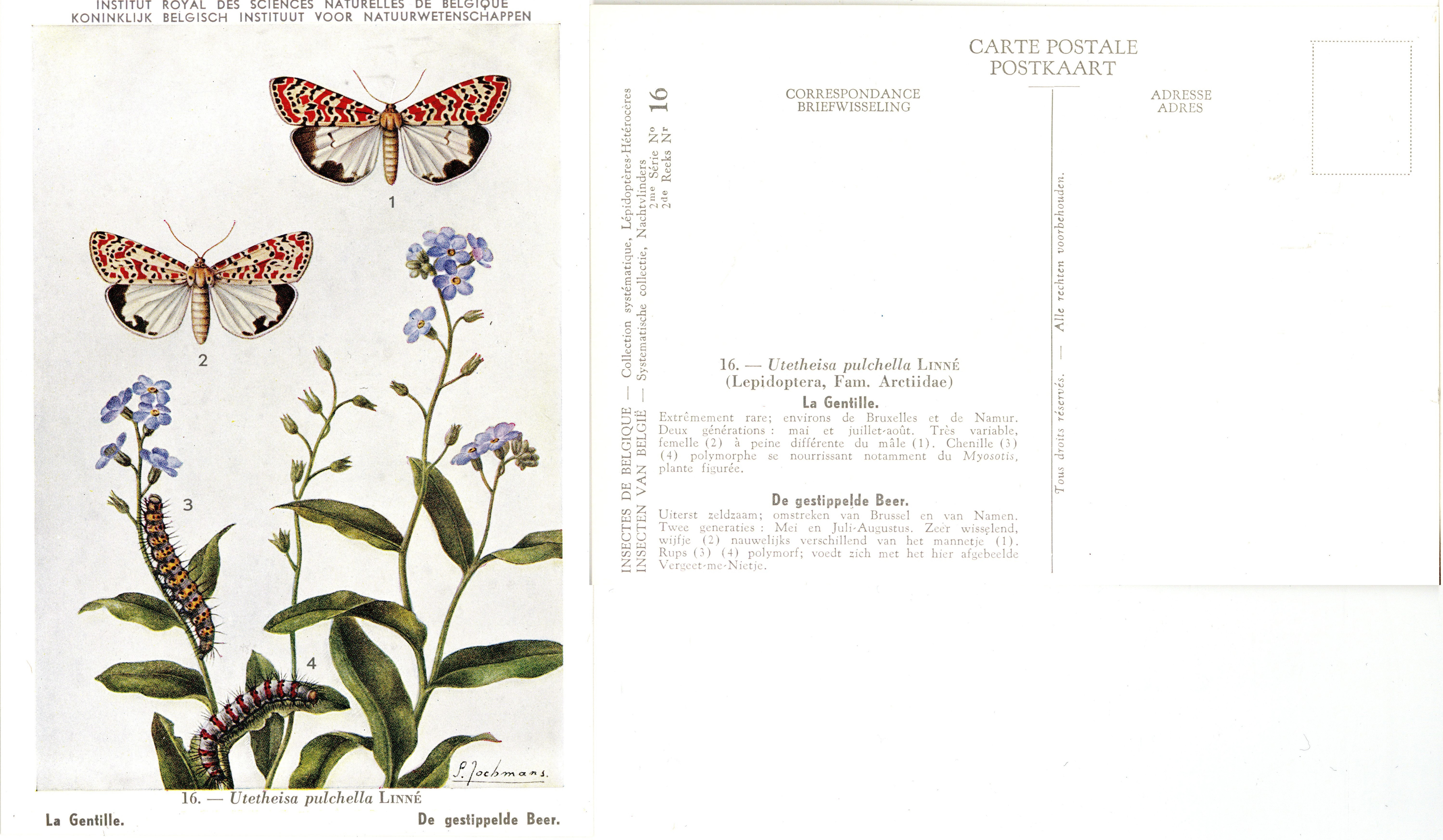 16 La Gentille - De gestippelde Beer.jpg