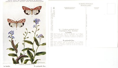 16 La Gentille - De gestippelde Beer.jpg