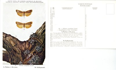 18 Le Manteau à tête jaune - De Geelkopmantel.jpg