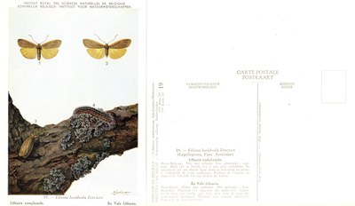 19 Lithosie complanule - De Vale Lithosia.jpg