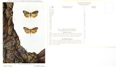 20 Lithosie bordée - De Gladde Lithosia.jpg