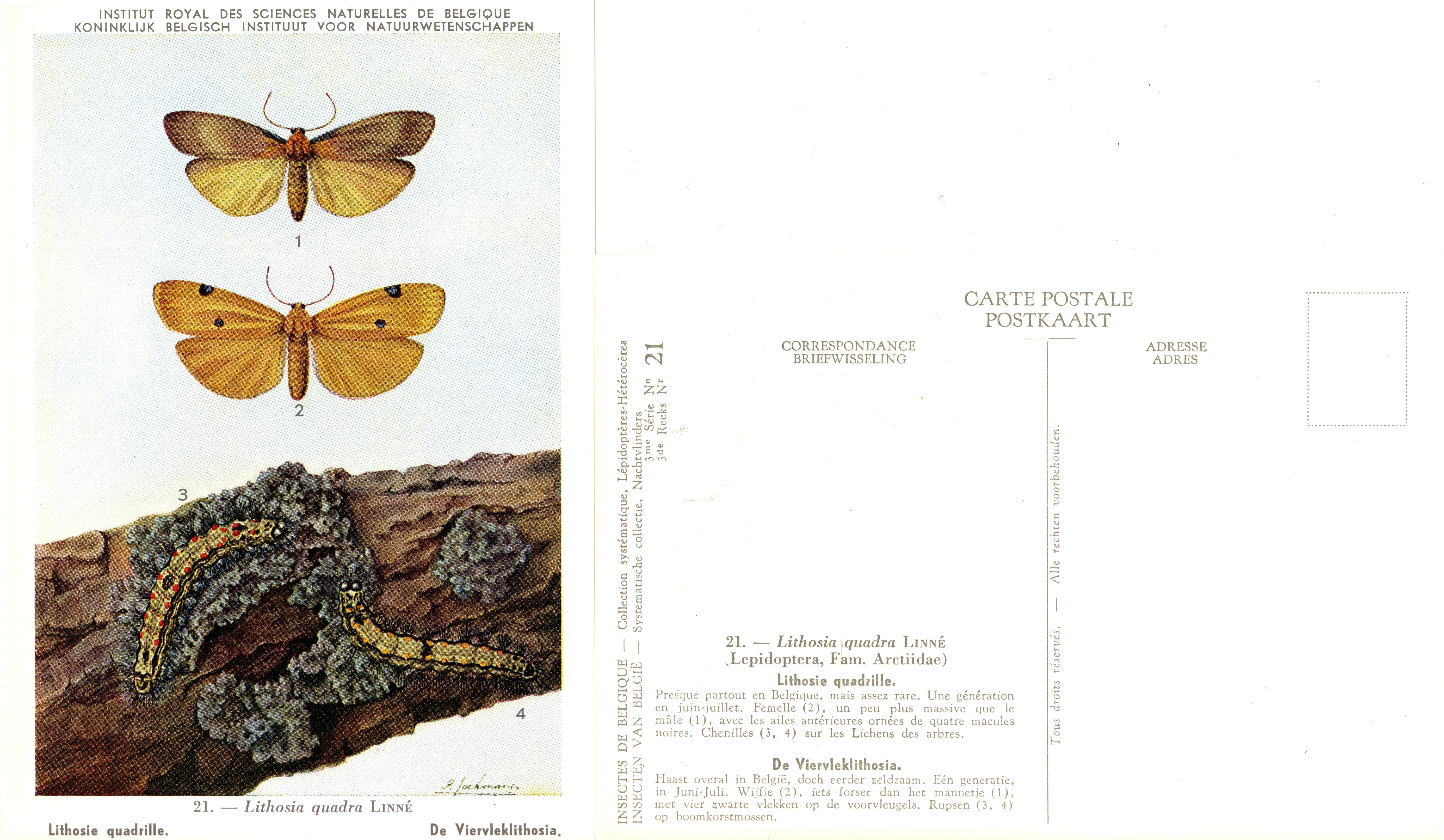 21 Lithosie quadrille - De Viervleklithosia.jpg